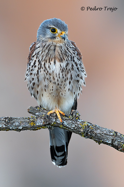 Cernicalo Vulgar (Falco tinnunculus)